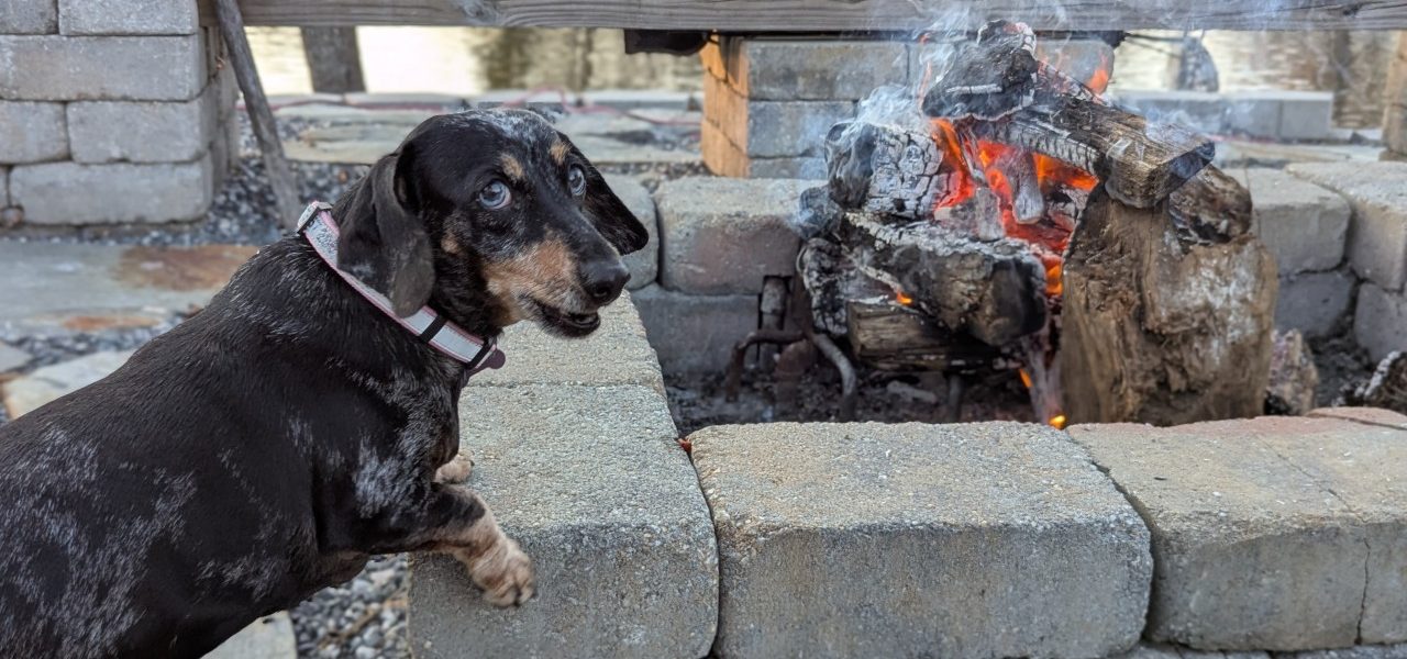 Dachshund by a fire pit