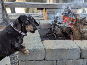 Dachshund by a fire pit