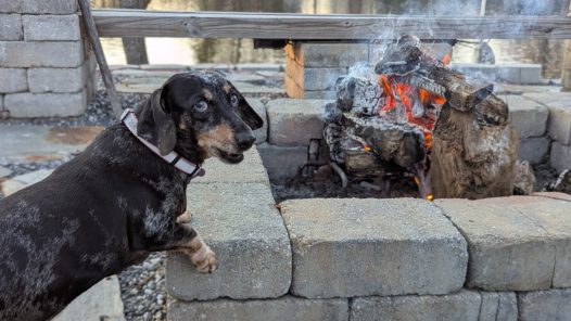 Dachshund by a fire pit
